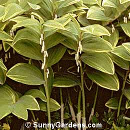 Polygonatum odoratum, Variegated Angled Solomo Seal