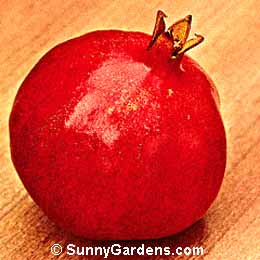 Punica granatum, Pomegranate