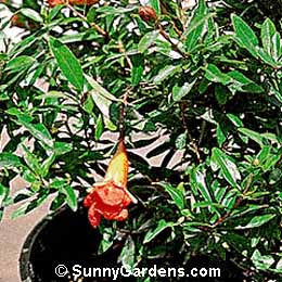Punica granatum, Dwarf Pomegranate