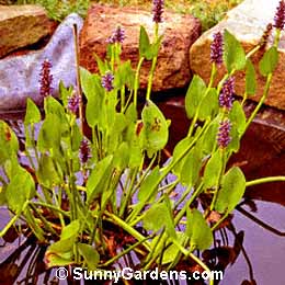 Pontederia cordata, Pickerel Weed, Wampee