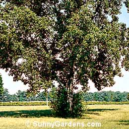 Populus x canadensis, Canadian Poplar, Carolina Poplar
