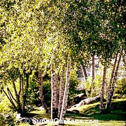 Populus tremuloides, Quaking Aspen