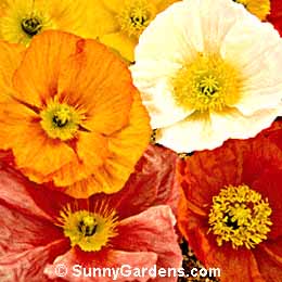 Papaver nudicaule, Iceland Poppy