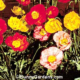 Papaver nudicaule, Iceland Poppy