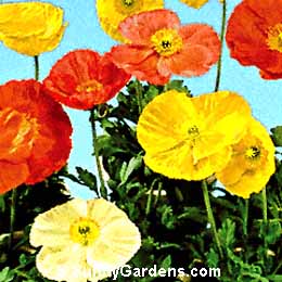 Papaver nudicaule, Iceland Poppy
