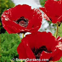 Papaver orientale, Oriental Poppy