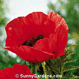 Papaver orientale, Oriental Poppy