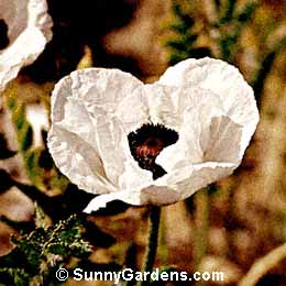 Papaver orientale, Oriental Poppy