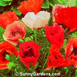 Papaver orientale, Oriental Poppy