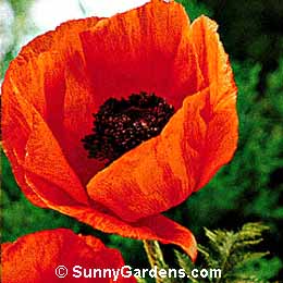 Papaver orientale, Oriental Poppy