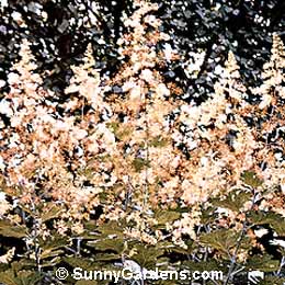 Macleaya cordata, Tree Calandine