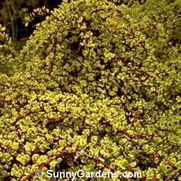 Portulacaria afra, Variegated Elephant Shrub