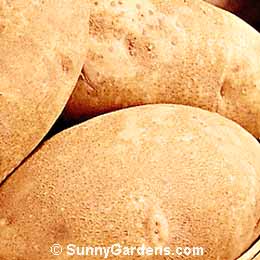 Solanum tuberosum, Potato