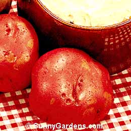 Solanum tuberosum, Potato