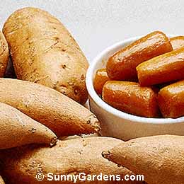 Ipomoea batatas, Sweet Potato