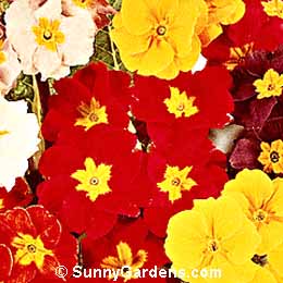 Primula, Annual Primrose