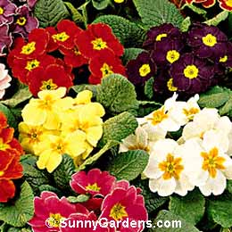Primula x polyantha, Polyanthus Primrose, English Primrose