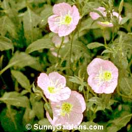 Oenothera berlandieri, Mexican Evening Primrose, Evening Primrose, Oenothera speciosa childsii
