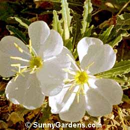 Oenothera caespitosa, Evening Primrose, Tufted Evening Primrose, White Evening Primrose