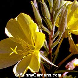 Oenothera elata hookeri, Evening Primrose, Oenothera hookeri, Sundrops