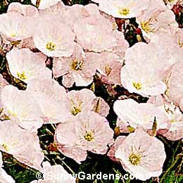 Oenothera missourensis, Mexican Evening Primrose, Sundrops