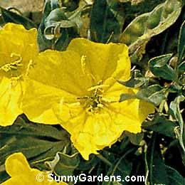Oenothera missouriensis, Missouri Primrose, Ozark Sundrops, Missouri Primrose Sundrops, Sundrops