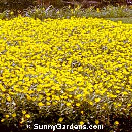Oenothera tetragona, Common Sundrops, Evening Primrose, Oenothera fruticosa glauca
