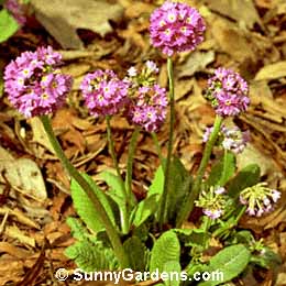 Primula denticulata, Drumstick Primula