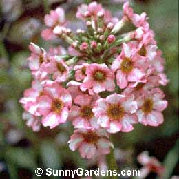 Primula japonica, Japanese Primrose