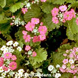 Primula malacoides, Fairy Primrose, Baby Primrose