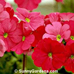 Primula obconica, German Primrose, Poison Primrose