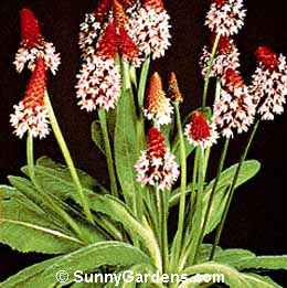 Primula vialii, Orchid Primrose