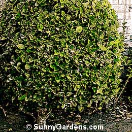 Ligustrum japonicum, Waxleaf Privet, Japanese Privet