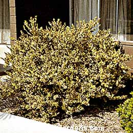 Ligustrum japonicum, Waxleaf Silver Star Privet
