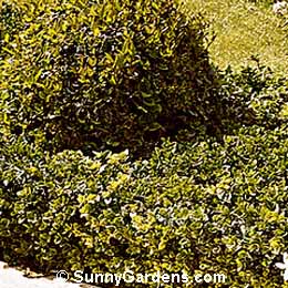 Ligustrum japonicum, Waxleaf Texas Privet