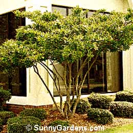 Ligustrum lucidum, Glossy Privet
