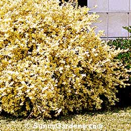 Ligustrum sinense, Chinese Privet