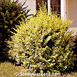 Ligustrum vicaryi, Vicary Golden Privet
