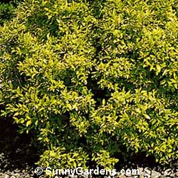 Ligustrum vulgare, Common Privet