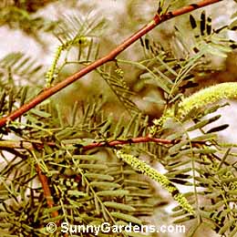 Prosopis grandulosa, Honey Mesquite, Texas Mesquite