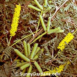 Prosopis pubescens, Screwbean Mesquite, Screwbean, Tornillo