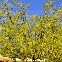 Prosopis velutina, Arizona Mesquite, Prosopis glandulosa velutina, Velvet Mesquite