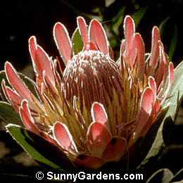 Protea compacta, Protea