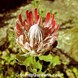 Protea compacta