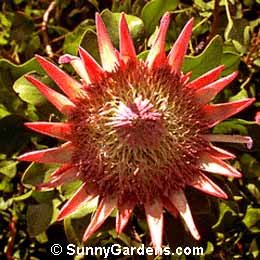 Protea cynaroides, King Protea