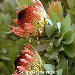 Protea eximia