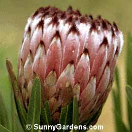 Protea neriifolia