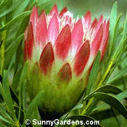 Protea repens, Protea, Protea mellifera, Sugarbush, Honey Flower
