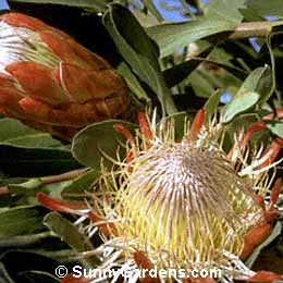 Protea susannae
