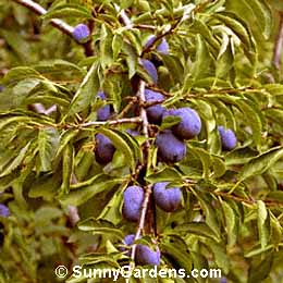 Prunus, Early Italian Prune